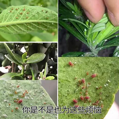 认识这7种常用杀虫剂植物花卉有什么虫害都不怕 范文模稿 认识这7种常用杀虫剂植物花卉有什么虫害都不怕 范文模稿