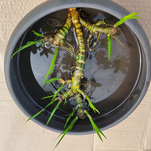 水生植物培育|花菖蒲的养护栽培 范文模稿 水生植物培育|花菖蒲的养护栽培 范文模稿