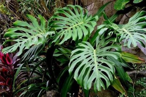 家里油烟多就放这4种绿植轻松呼吸新鲜空气 范文模稿 家里油烟多就放这4种绿植轻松呼吸新鲜空气 范文模稿