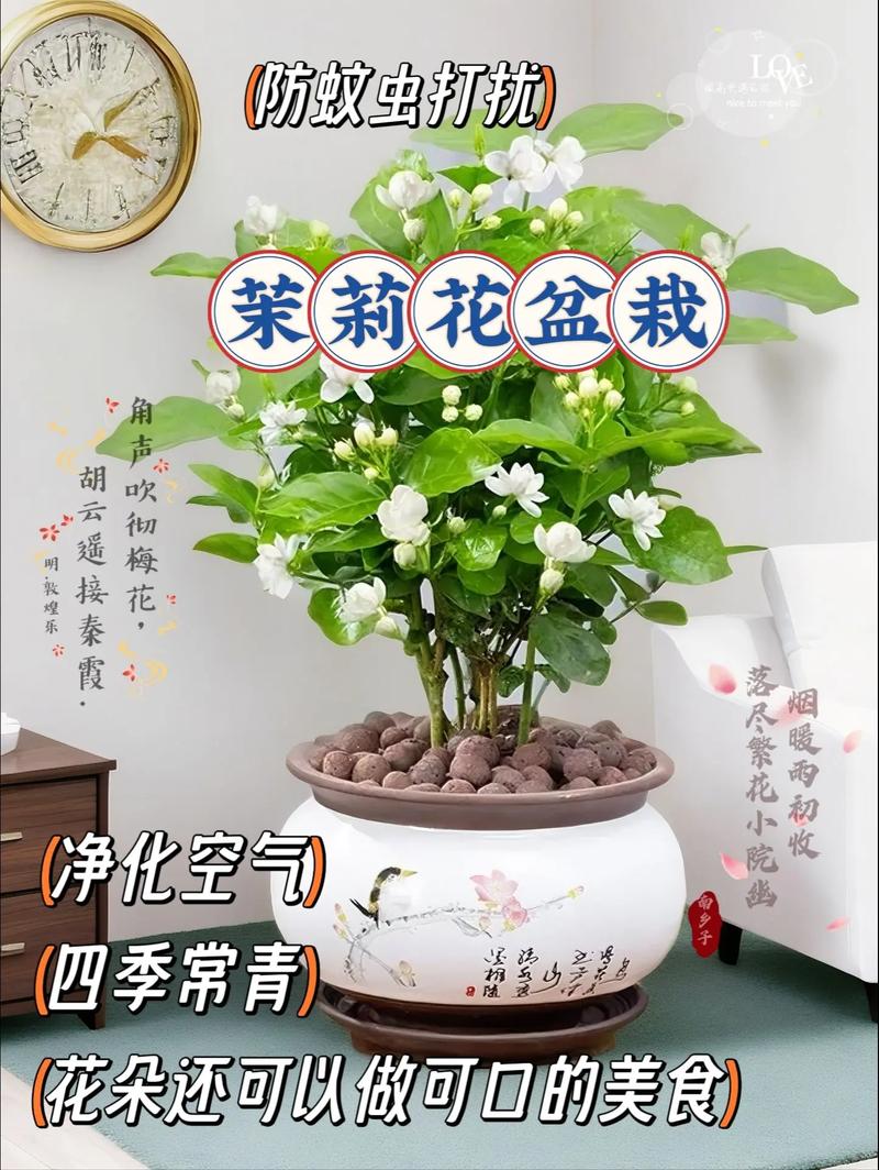 新手必看刚买回来的茉莉花盆栽养护指南 范文模稿 新手必看刚买回来的茉莉花盆栽养护指南 范文模稿