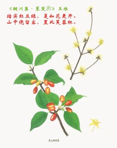茱萸象征着富贵吉祥驱邪逐恶。它还有很大的药用价值。 范文模稿 茱萸象征着富贵吉祥驱邪逐恶。它还有很大的药用价值。 范文模稿