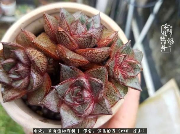 多肉相伴岁月生香愿现世安稳许四季花开 范文模稿 多肉相伴岁月生香愿现世安稳许四季花开 范文模稿