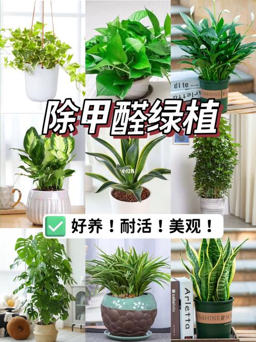 外国的园艺大神来讲课告诉你在家里养绿植的8大理由 范文模稿 外国的园艺大神来讲课告诉你在家里养绿植的8大理由 范文模稿
