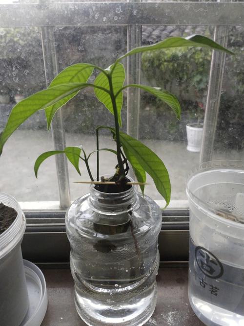 家中水培植物总是养不过一个月这是为什么 范文模稿 家中水培植物总是养不过一个月这是为什么 范文模稿