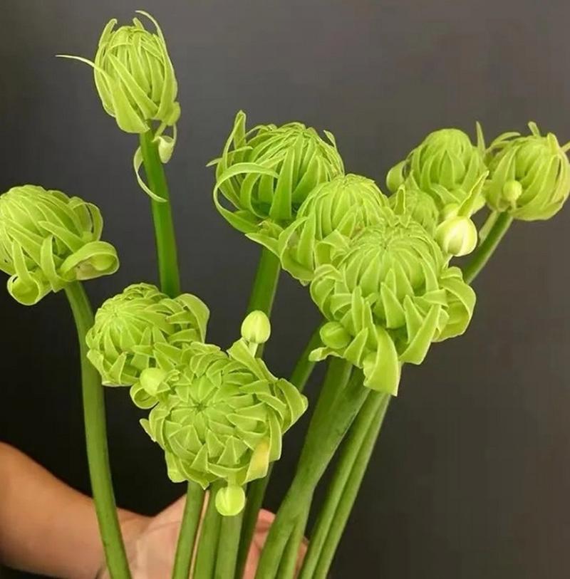 原来切花伯利恒之星天鹅绒在土里长这样附养护种植技巧 范文模稿 原来切花伯利恒之星天鹅绒在土里长这样附养护种植技巧 范文模稿