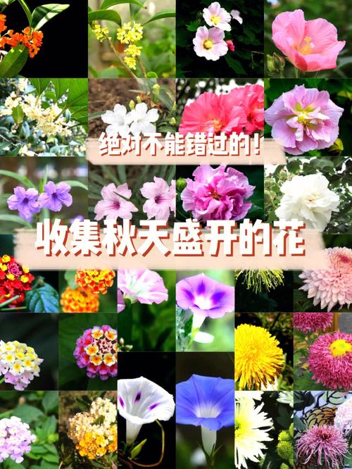 秋天不适合种花不20种花草随便选不再为种什么花而烦恼 范文模稿 秋天不适合种花不20种花草随便选不再为种什么花而烦恼 范文模稿