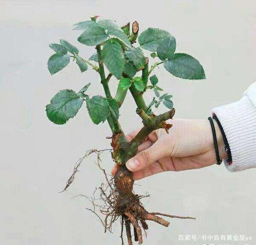都说养花养根花根怎么养你知道吗 范文模稿 都说养花养根花根怎么养你知道吗 范文模稿