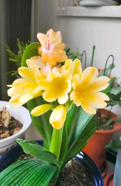 家里适合养什么花这6种健康花越养越有福 范文模稿 家里适合养什么花这6种健康花越养越有福 范文模稿