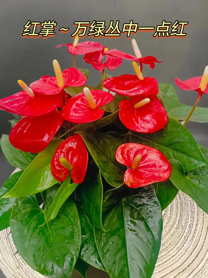 红掌花期长寓意好家中注意4点叶片绿的发亮红花接连开放 范文模稿 红掌花期长寓意好家中注意4点叶片绿的发亮红花接连开放 范文模稿
