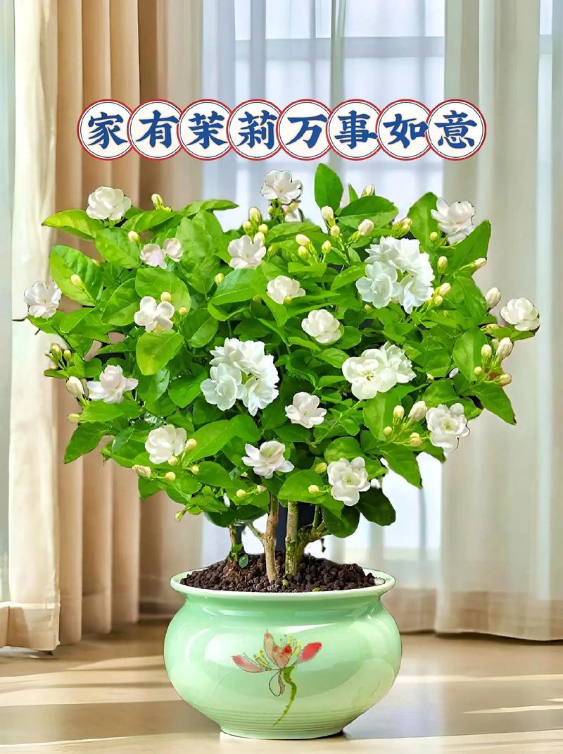 盆栽茉莉管理记住5点新手进阶让它开花真不难 范文模稿 盆栽茉莉管理记住5点新手进阶让它开花真不难 范文模稿