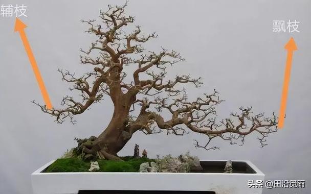 精品盆景怎么可能没有飘枝4步制作动感飘枝 范文模稿 精品盆景怎么可能没有飘枝4步制作动感飘枝 范文模稿