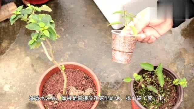 五色梅的修剪方法怎么扦插 范文模稿 五色梅的修剪方法怎么扦插 范文模稿
