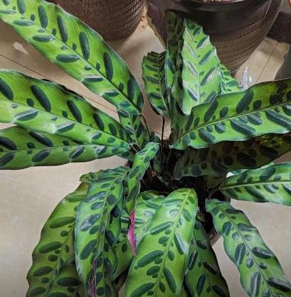 神奇植物的养殖秘籍揭秘 范文模稿 神奇植物的养殖秘籍揭秘 范文模稿