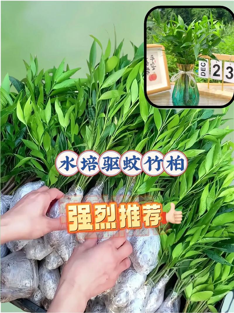 办公室水培竹柏养护指南让绿色常伴左右 范文模稿 办公室水培竹柏养护指南让绿色常伴左右 范文模稿
