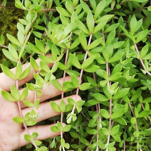 河边常见的野草能养在家挖回家自己种养护简单真耐看 范文模稿 河边常见的野草能养在家挖回家自己种养护简单真耐看 范文模稿