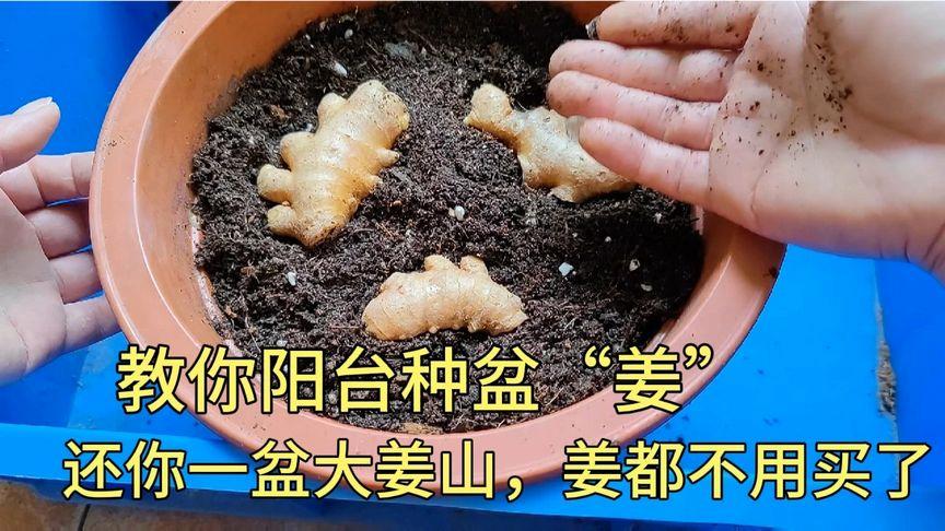 5个步骤教你在花盆里种出不断收获的生姜基本没有病虫害 范文模稿 5个步骤教你在花盆里种出不断收获的生姜基本没有病虫害 范文模稿