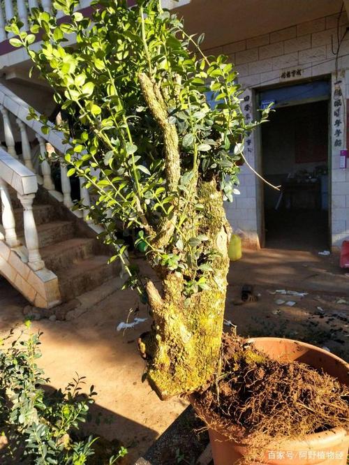 盆景树不落叶养起来有多爽一年四季都是观赏期价值不减 范文模稿 盆景树不落叶养起来有多爽一年四季都是观赏期价值不减 范文模稿