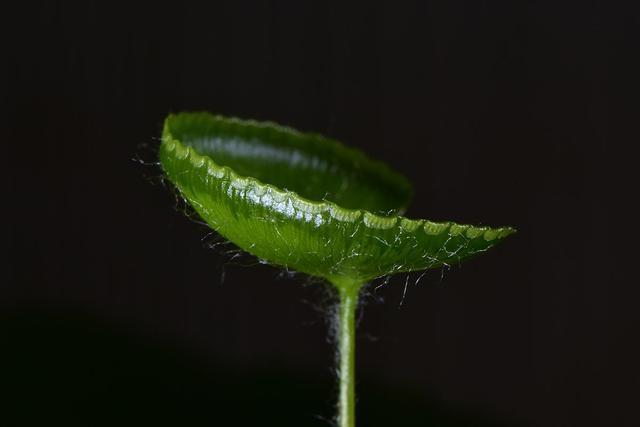 200多人齐动手500余株植物在西航港街道安家落户 范文模稿 200多人齐动手500余株植物在西航港街道安家落户 范文模稿