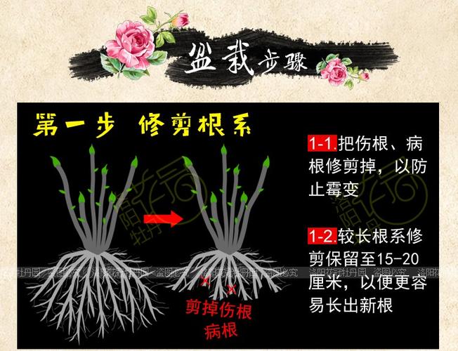 牡丹露地栽培管理技术及其在北京园林中的实践 范文模稿 牡丹露地栽培管理技术及其在北京园林中的实践 范文模稿