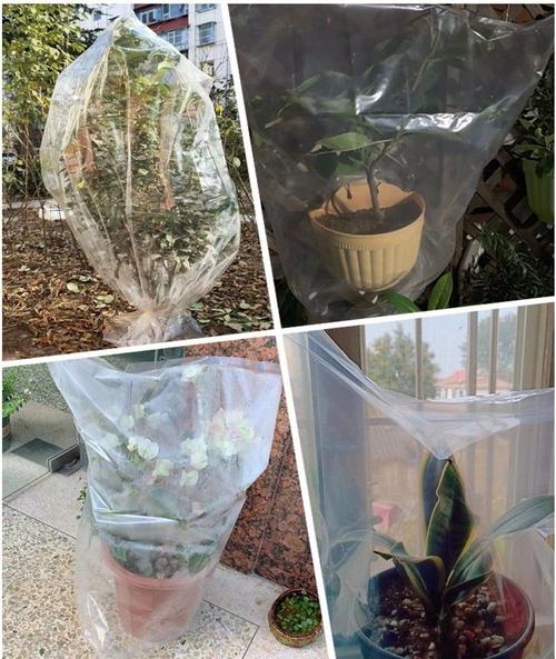 用方便袋养花冬天保温效果好冷空气都没事植物呼呼长 范文模稿 用方便袋养花冬天保温效果好冷空气都没事植物呼呼长 范文模稿