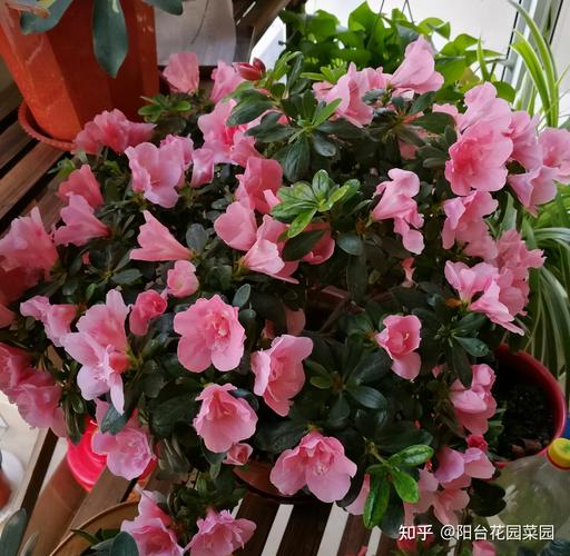 杜鹃花在春天灌一次硫酸亚铁不黄叶子长的欢花满枝 范文模稿 杜鹃花在春天灌一次硫酸亚铁不黄叶子长的欢花满枝 范文模稿
