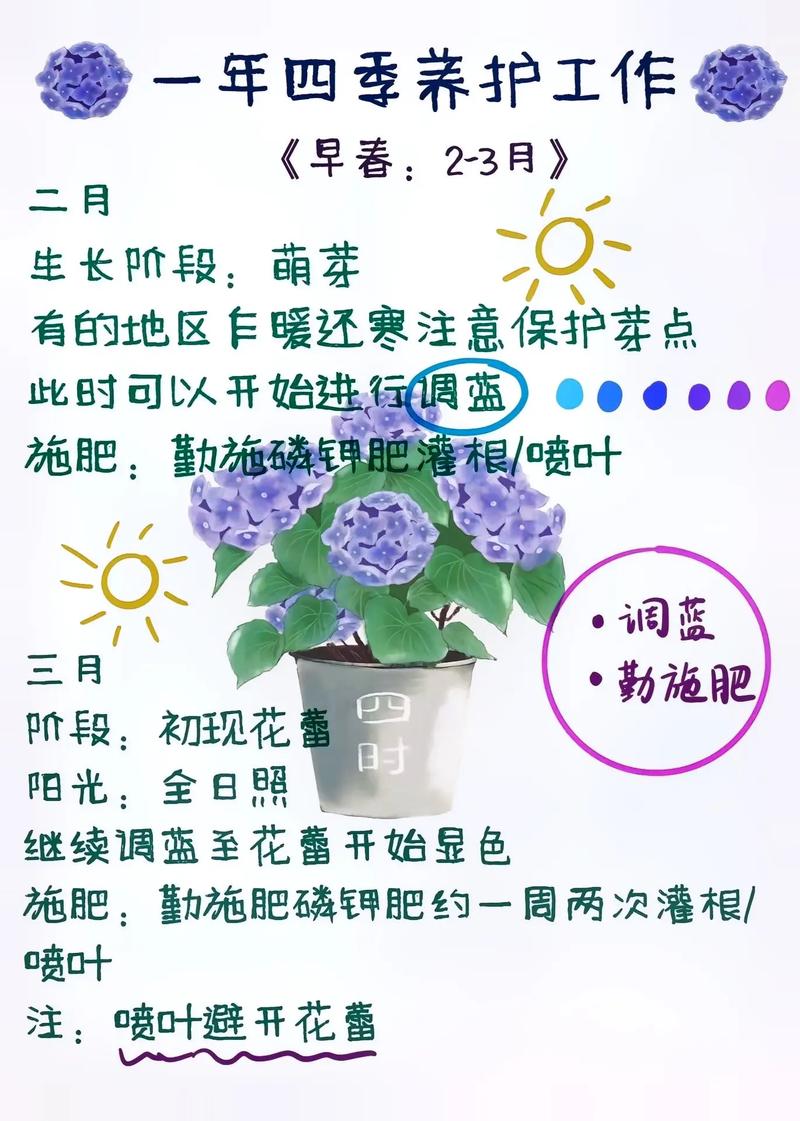 绣球花的养护重点注意这些点也不是很难养 范文模稿 绣球花的养护重点注意这些点也不是很难养 范文模稿