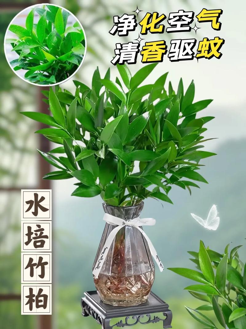 竹柏能驱蚊吗家有竹柏福寿延绵养护好它并不难 范文模稿 竹柏能驱蚊吗家有竹柏福寿延绵养护好它并不难 范文模稿