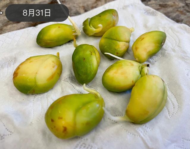 菠萝蜜种子吃完了不要扔养活就是大宝贝 范文模稿 菠萝蜜种子吃完了不要扔养活就是大宝贝 范文模稿