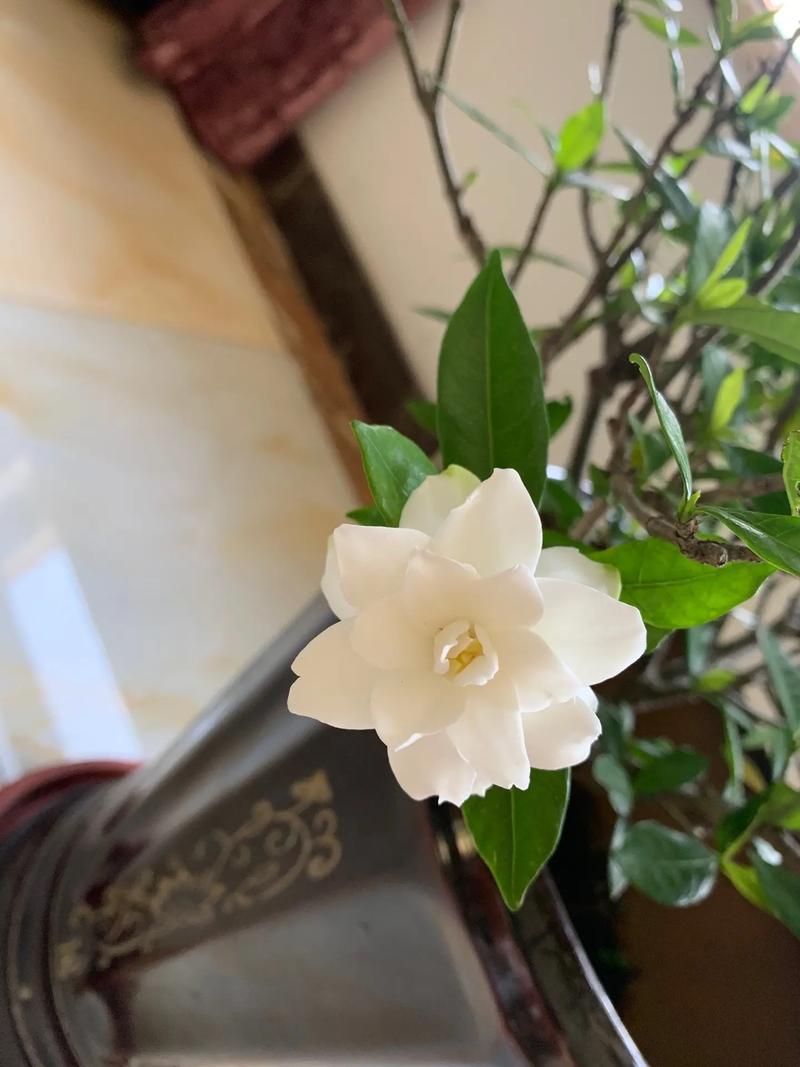 栀子花花期要到了做好3点花苞多花朵大又香 范文模稿 栀子花花期要到了做好3点花苞多花朵大又香 范文模稿