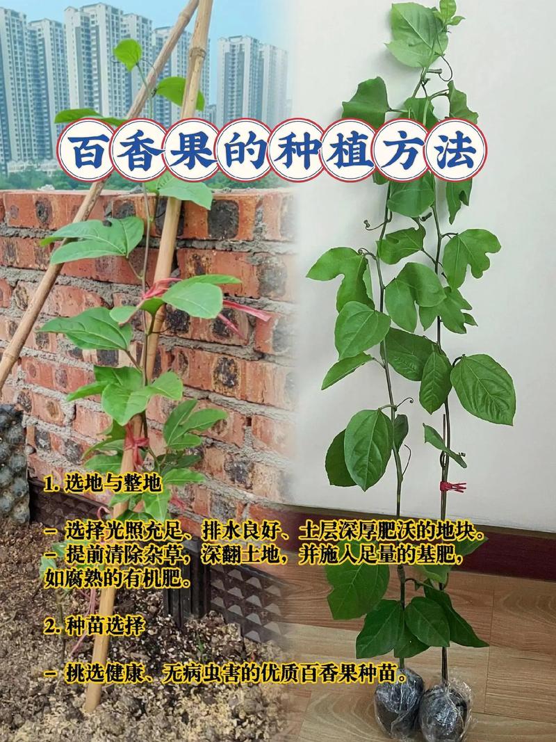 百香果盆栽种植方法 范文模稿 百香果盆栽种植方法 范文模稿