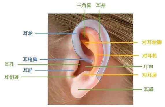 耳畔之美,介绍装修中的耳朵形状设计艺术 建筑知识 耳畔之美,介绍装修中的耳朵形状设计艺术 建筑知识